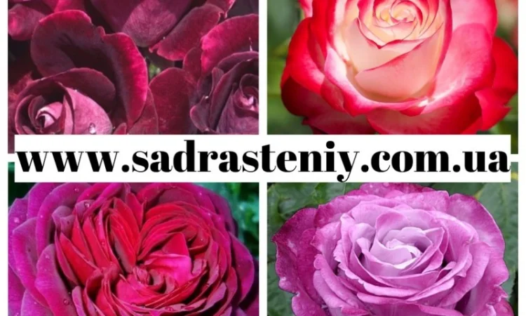 Английские, чайно-гибридные, почвопокрывные, бордюрные, плетистые розы.Продажа ВЕСНА 2025 - фото № 6