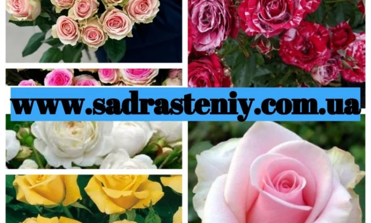 Английские, чайно-гибридные, почвопокрывные, бордюрные, плетистые розы.Продажа ВЕСНА 2025 - фото № 8