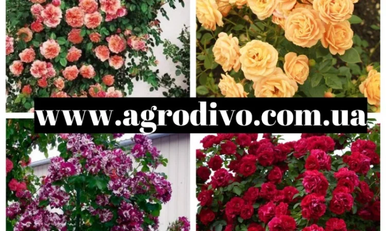 Саженцы Роз от производителя, 100% Качество - фото № 6