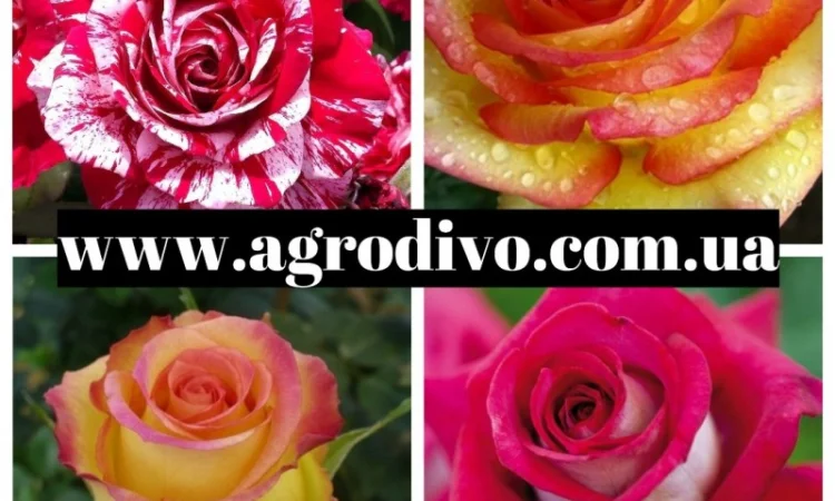 Саженцы Роз от производителя, 100% Качество - фото № 1