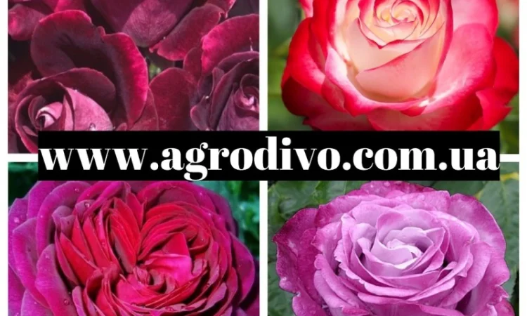 Питомник реализует саженцы роз на ВЕСНУ 2025 - фото № 2