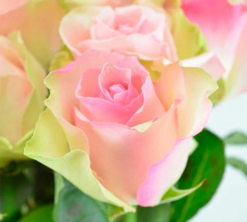 Питомник реализует саженцы роз на ВЕСНУ 2025 - фото № 4