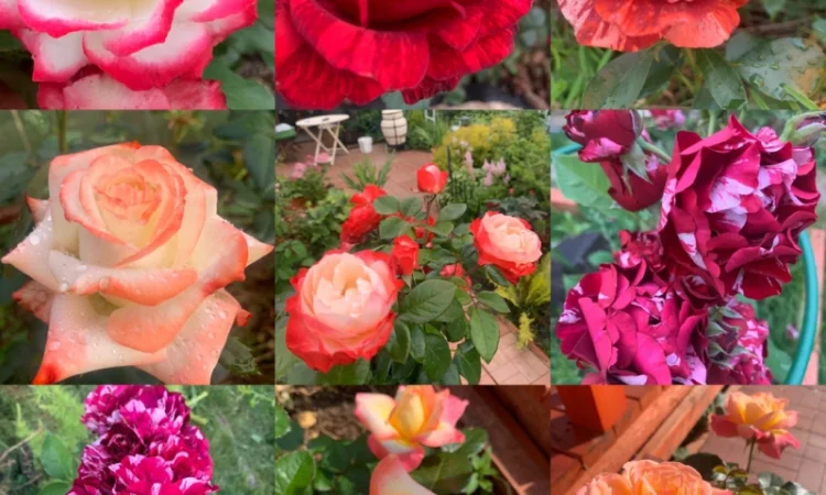 Питомник предлагает саженцы роз на весну 2026 - фото № 8