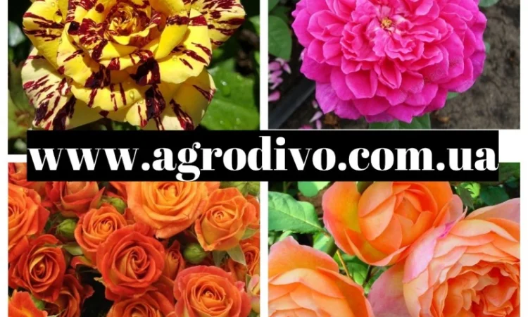 Большой ассортимент роз и плодовых деревьев - фото № 4