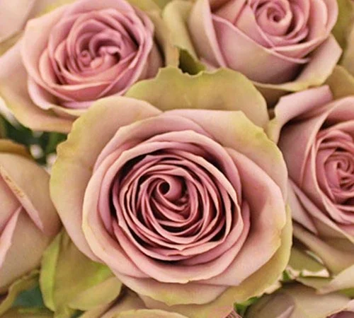 Большой ассортимент роз и плодовых деревьев - фото № 5