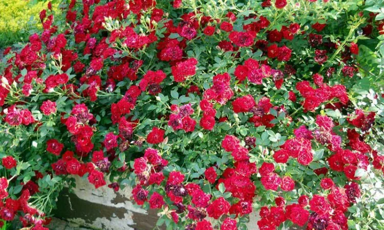 Большой ассортимент роз и плодовых деревьев - фото № 6