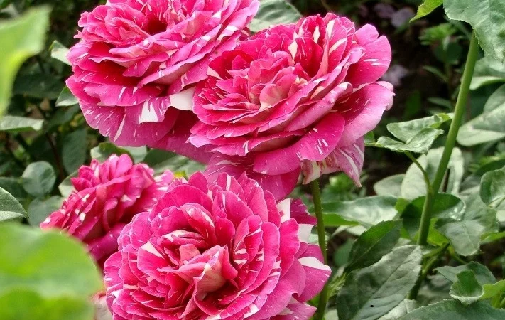 Большой ассортимент роз и плодовых деревьев - фото № 8