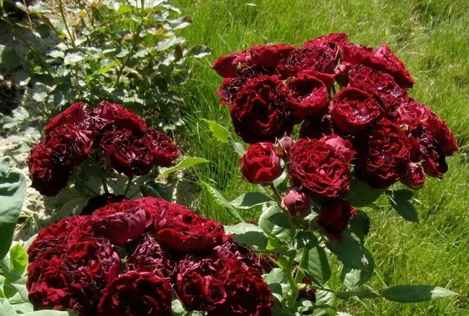 Большой ассортимент роз и плодовых деревьев - фото № 9