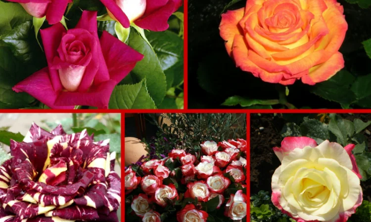 Саженцы роз от питомника 'АГРОДИВО'. Лучшие сорта и цены - фото № 4