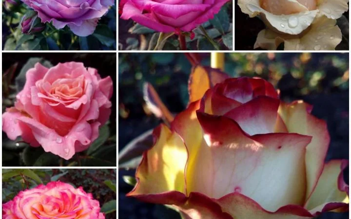 Саженцы роз, более 130 сортов от прозводителя продукции - фото № 4