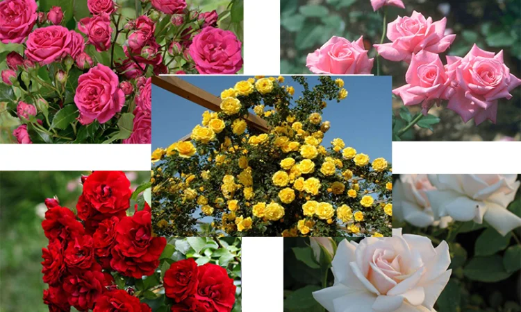 Саженцы роз, более 130 сортов от прозводителя продукции - фото № 5