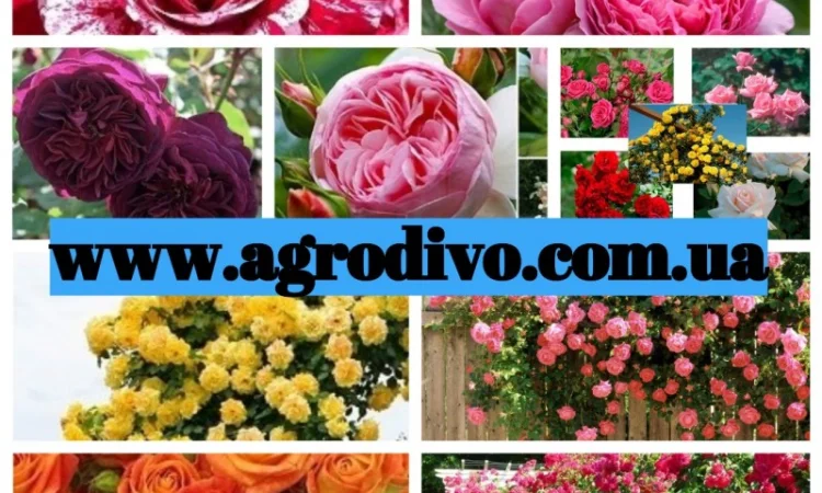 Продажа саженцы роз на ВЕСНУ 2025 в питомнике "АГРОДИВО" - фото № 2