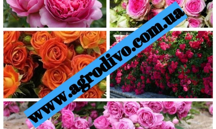 Продажа саженцы роз на ВЕСНУ 2025 в питомнике "АГРОДИВО" - фото № 3