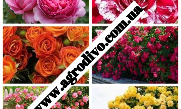 Саженцы плетистых, английких, чайно-гибридных, бардюрных, парковых и миниатюрных роз - фото № 4