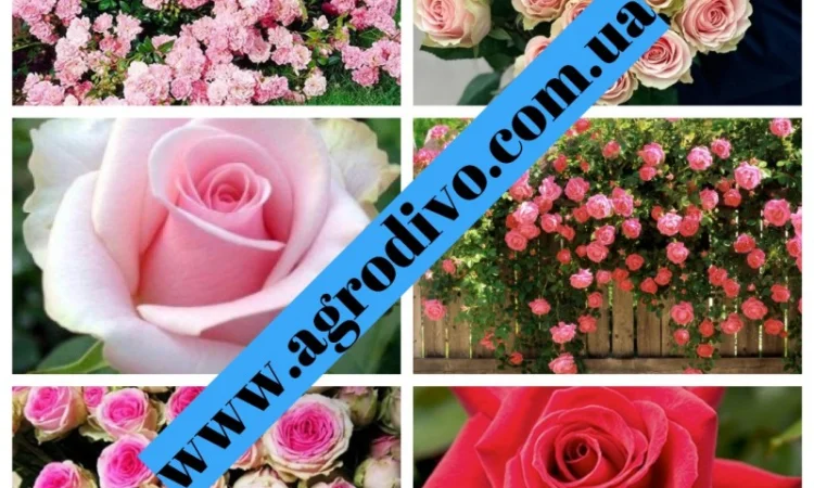 Розы высшего качества от производителя продукции в питомнике "АГРОДИВО" - фото № 1
