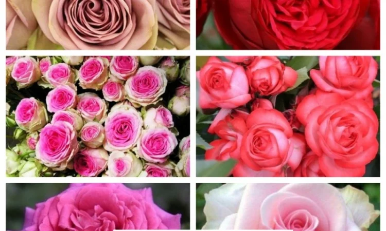 Продажа саженцев роз на ВЕСНУ 2025. Новые сорта в питомнике "АГРОДИВО" - фото № 4