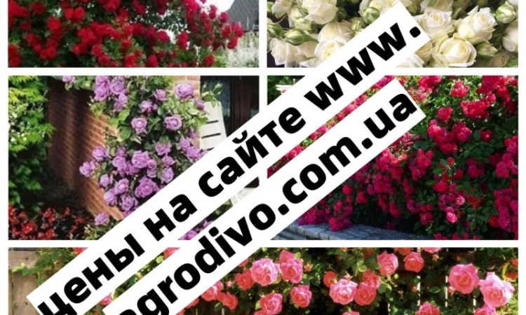 Саженцы роз. НОВИНКИ. Весь ассортимент в питомнике Агродиво - фото № 6