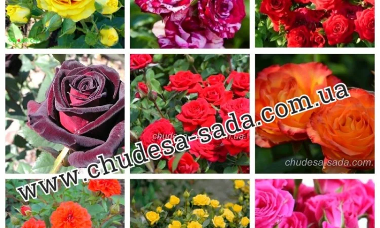 Саженцы роз от производителя по доступной цене большой выбор сортов - фото № 18