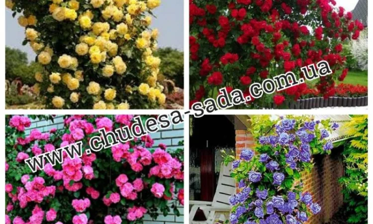 Саженцы роз от производителя по доступной цене большой выбор сортов - фото № 13