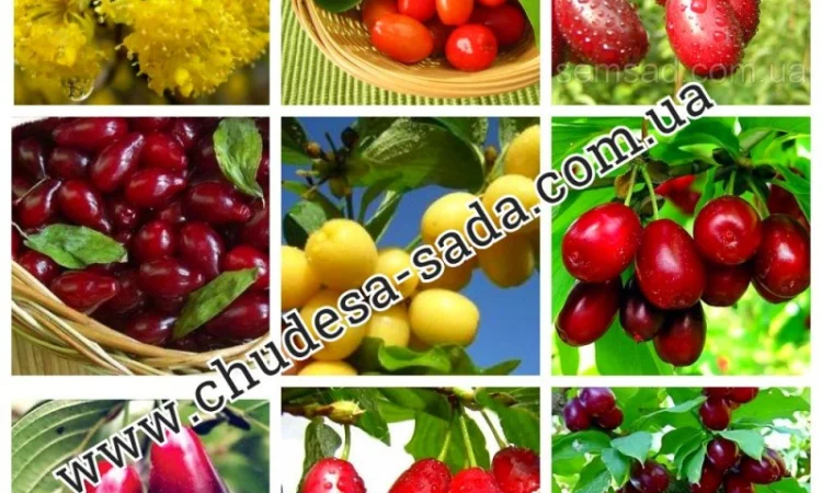 Саженцы роз от производителя по доступной цене большой выбор сортов - фото № 10