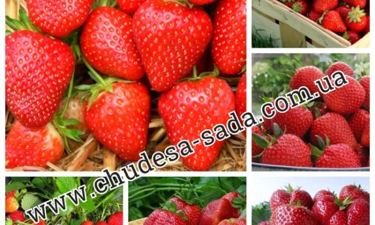 Саженцы роз от производителя по доступной цене большой выбор сортов - фото № 8