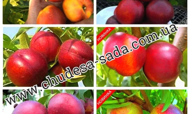 Саженцы роз от производителя по доступной цене большой выбор сортов - фото № 7