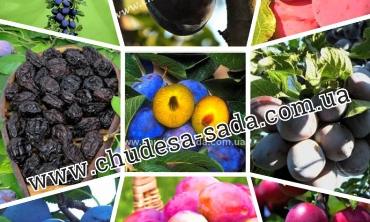 Саженцы роз от производителя по доступной цене большой выбор сортов - фото № 6