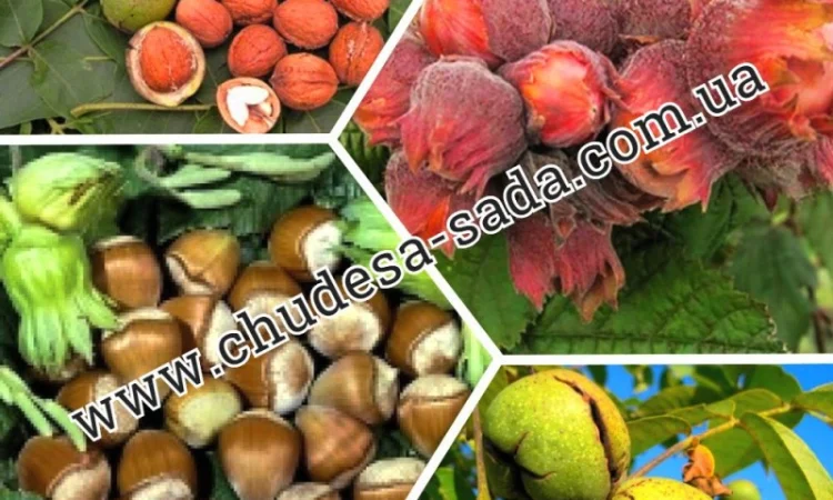 Саженцы роз от производителя по доступной цене большой выбор сортов - фото № 5