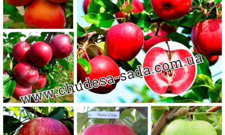 Саженцы роз от производителя по доступной цене большой выбор сортов - фото № 3