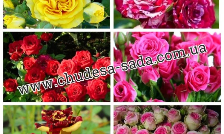 Саженцы роз от производителя по доступной цене большой выбор сортов - фото № 1
