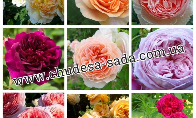 Саженцы роз от производителя по доступной цене большой выбор сортов - фото № 15