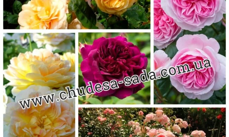 Саженцы роз от производителя по доступной цене большой выбор сортов - фото № 14