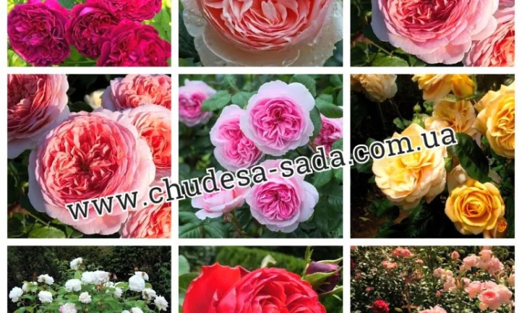 Саженцы роз от производителя по доступной цене большой выбор сортов - фото № 12