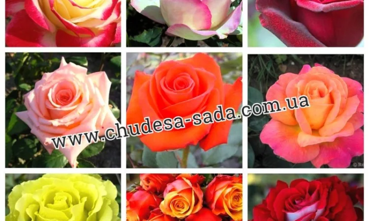 Саженцы роз от производителя по доступной цене большой выбор сортов - фото № 17