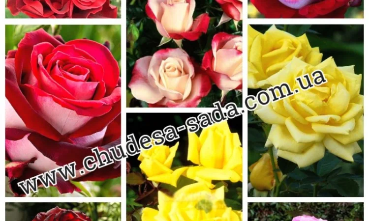 Саженцы роз от производителя по доступной цене большой выбор сортов - фото № 2