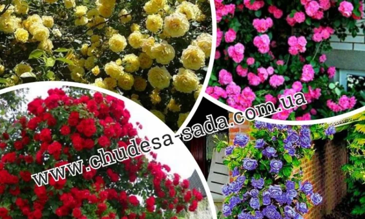 Саженцы роз от производителя по доступной цене большой выбор сортов - фото № 16