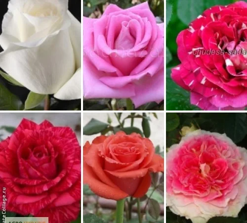 Лучшие саженцы роз: Разнообразие сортов и высокое качество по доступным ценам - фото № 5