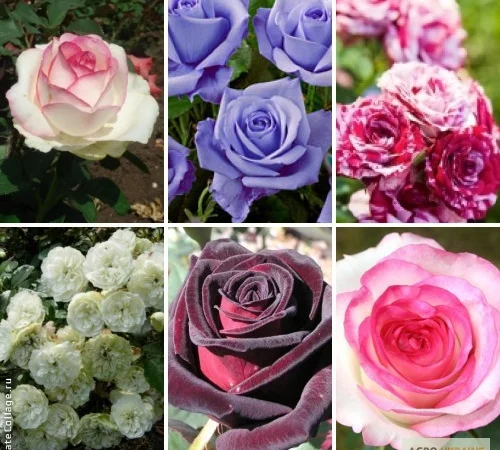 Лучшие саженцы роз: Разнообразие сортов и высокое качество по доступным ценам - фото № 6