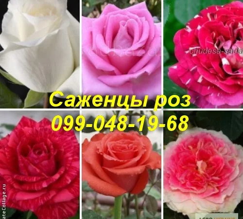 Лучшие саженцы роз: Разнообразие сортов и высокое качество по доступным ценам - фото № 7