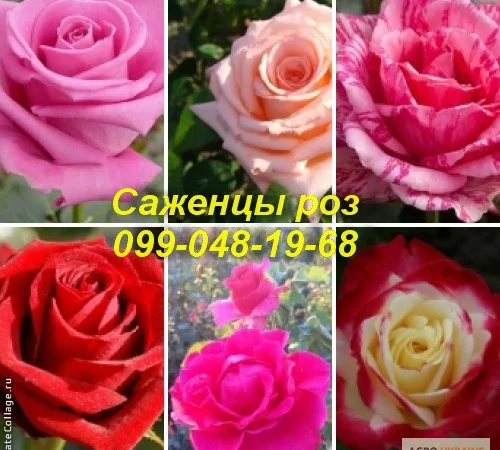 Лучшие саженцы роз: Разнообразие сортов и высокое качество по доступным ценам - фото № 1