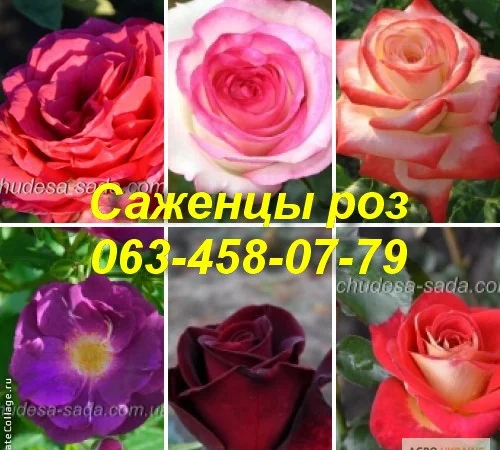 Лучшие саженцы роз: Разнообразие сортов и высокое качество по доступным ценам - фото № 3