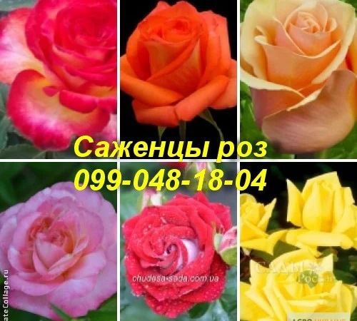 Лучшие саженцы роз: Разнообразие сортов и высокое качество по доступным ценам - фото № 2