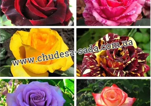 Лучшие саженцы роз: разнообразие сортов и высокое качество по доступным ценам - фото № 1