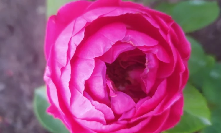 Распродажа розы 5-6 лет большие кусты - фото № 1