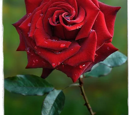 Продаем саженцы роз - фото № 1