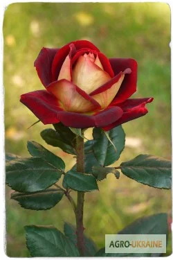 Продаем саженцы роз - фото № 9