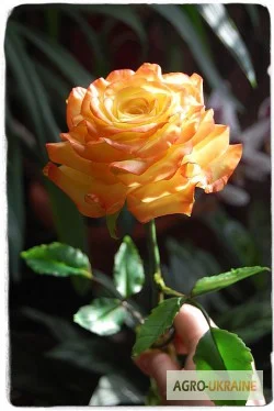 Продаем саженцы роз - фото № 11