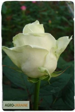 Продаем саженцы роз - фото № 4