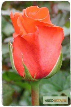 Продаем саженцы роз - фото № 6