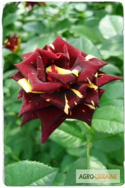 Продаем саженцы роз - фото № 7